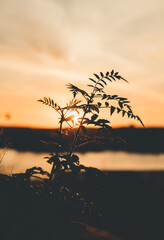 Fototapeta premium Shilouette of a plant in a golden sunset