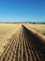 Recolecci&oacute;n cosecha