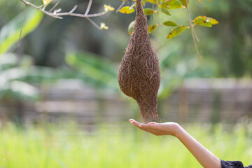 Beautiful hand spported under the sparrow nest