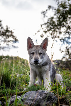 Wolfdog puppy in grass