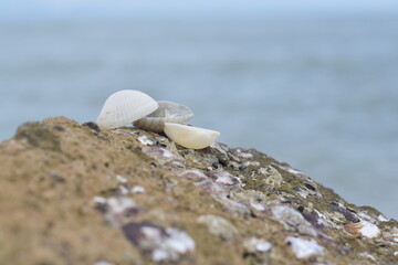 Fototapeta na wymiar Shells on the rocks at the beach for design