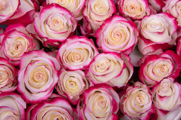 Fototapeta premium Background from pink roses. View from above.