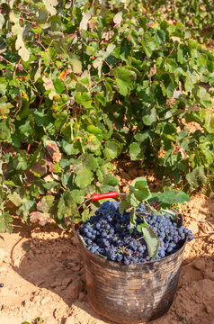 Grape of the Bobal variety freshly cut from the vine in the La Manchuela area in Fuentealbilla, Albacete (Spain)