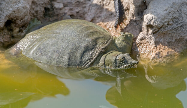 Chinese softshell turtle (Pelodiscus sinensis)