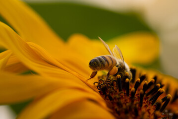 macro shot of a honey bee collect pollen on sunflower