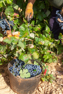 Harvester cuts the grape bunches of the Bobal variety of the strain in the area of ​​La Manchuela in Fuentealbilla, Albacete (Spain)