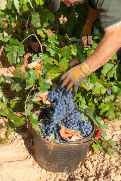 Harvester cuts the grape bunches of the Bobal variety of the strain in the area of ​​La Manchuela in Fuentealbilla, Albacete (Spain)