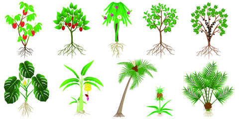 Set of exotic plants with fruits on a white background.