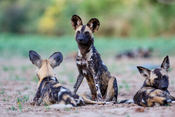 African wild dog resting in the dry riverbed of the Mkuze River in Zimanga Game Reserve in South Africa