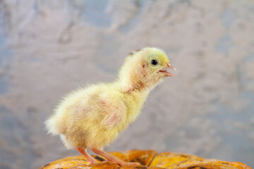 tiny quail chicks that just hatched from an egg