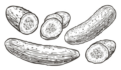 Cucumbers sketch. Vegetables, natural food vector illustration