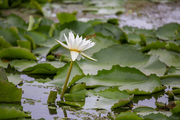 The beautiful lotus in the pond in the morning.