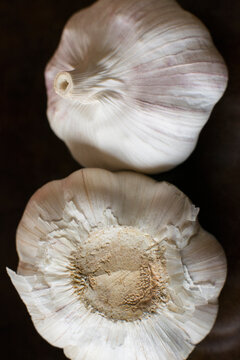 Studio Shot of garlic
