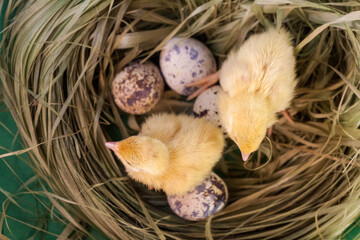 tiny quail chicks that just hatched from an egg