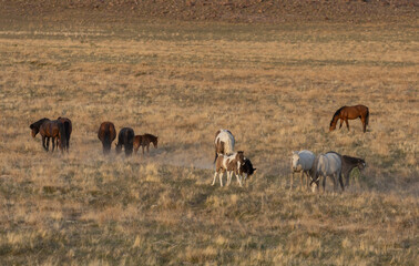 Wild Horses in the Utah Desert