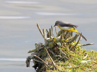 Grey Wagtail