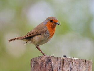 robin on a fence