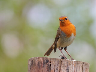 robin on a fence