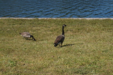 Canadian Geese