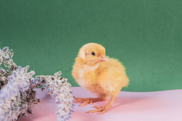 tiny quail chicks that just hatched from an egg