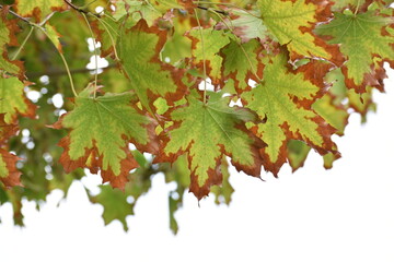 maple leaves