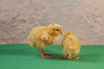 tiny quail chicks that just hatched from an egg