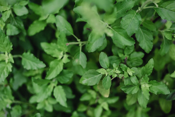 Green leaves pattern background. Basil leaf. Natural leaf blurred background and wallpaper. Dark green tone background