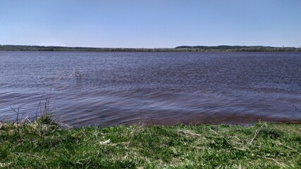 reeds in the water