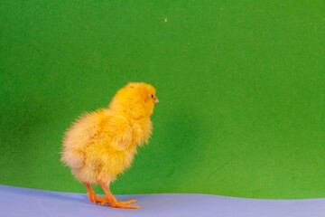 tiny quail chicks that just hatched from an egg