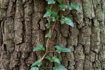 ivy leaves on oak tree trunk selective focus