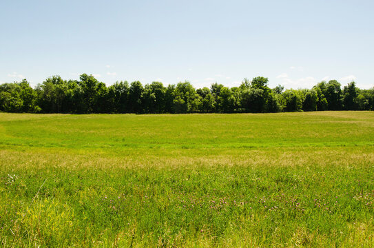 View of meadow