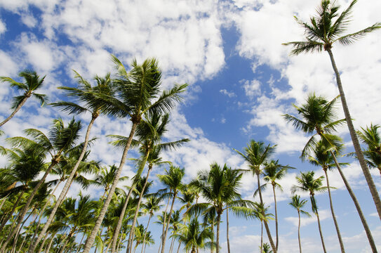 Low-angle view of palm trees