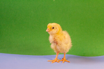tiny quail chicks that just hatched from an egg