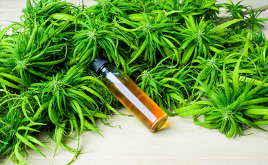 Fototapeta premium Cannabidiol oil in a glass bottle ,CBD oil hemp products, Cannabis Marijuana herb and leaves for treatment, Extract from hemp oil,. Herbs, medical marijuana cannabis.
