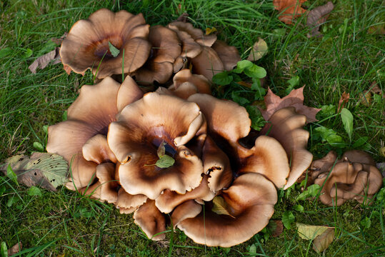 Polyporus badius Mushrooms on a meadow