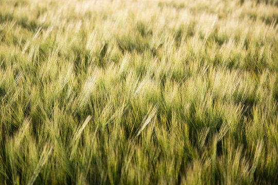 Barley in field