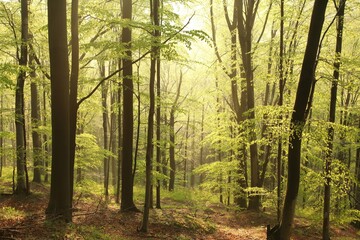 Spring beech forest on a misty morning