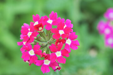 pink flower