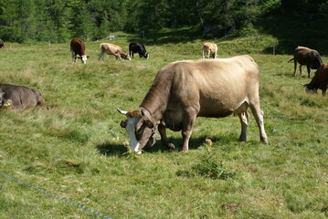 Group of cows grazing in a mountain field in the Italian Alps