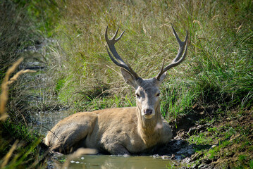 weißes Rotwild 
weißer Hirsch