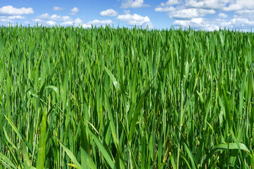 Wheat field. Agricultural fields sown with cereals. Ears of rye and oats in the field