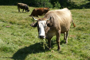 A cow grazing in a mountain field in the Italian Alps