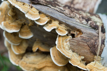orange Trametes versicolor on fallen birch closeup