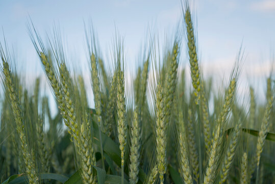 Wheat in field