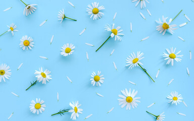 Daisy or camomile flowers on blue background fresh spring pattern.