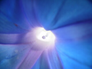 lirio, interior luz por detras, macro
