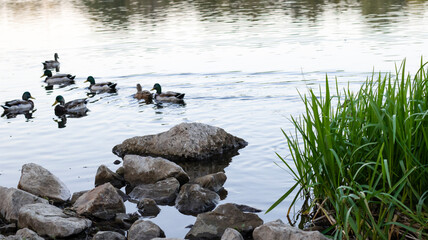 River bank, pond, a flock of ducks swims on the water. River landscape, stones in the water.