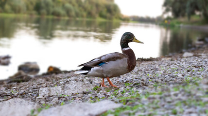 River bank, pond, a flock of ducks swims on the water. River landscape, stones in the water.