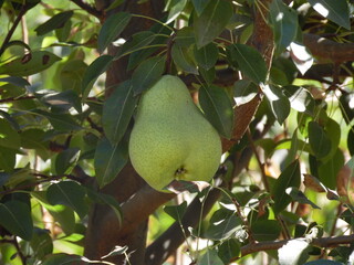 peras packams, peras de campo