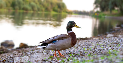 River bank, pond, a flock of ducks swims on the water. River landscape, stones in the water.